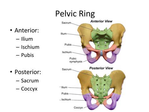 pelvic trauma - EMOttawa