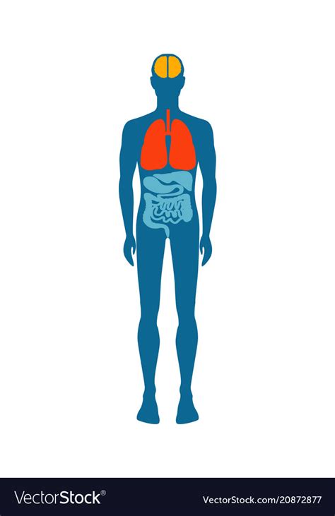 Human body infographic man Royalty Free Vector Image