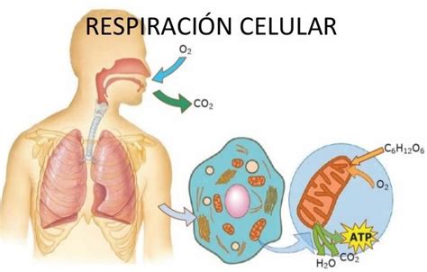 Respiración Anaerobia y Aerobia (Cuadros Comparativos) - Cuadro Comparativo