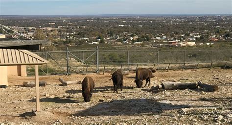 Living Desert Zoo And Gardens State Park In New Mexico