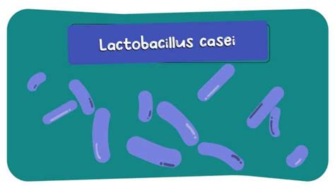 5 Lactobacillus Casei Health Benefits: Digestion, Lactose and Wellness - Probiotic Review Girl