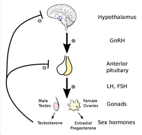 | Testosterone production is controlled by the hypothalamic... | Download Scientific Diagram