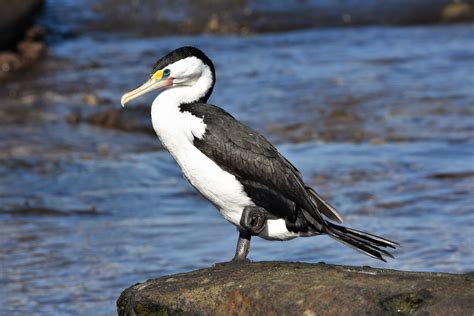 Australian pied cormorant Phalacrocrax varius | Kings Beach … | Flickr