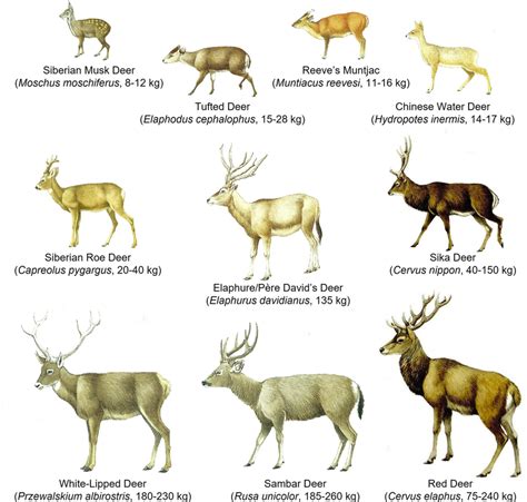 Different Species Of Deer