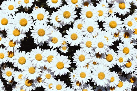 Daisy Flower Meaning In English | Best Flower Site