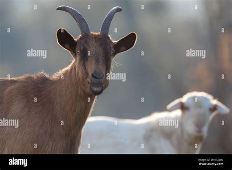 Alpine and saanen goat standing on meadow in forest. Traditional ...