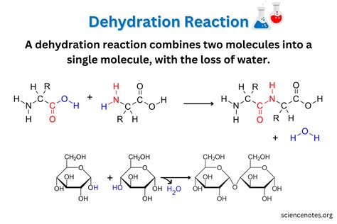 Dehydration Reaction - Definition and Examples