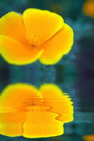 Water Reflections, Beautiful Gif, Yellow, Flowers