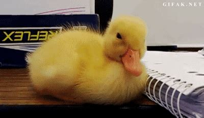 Any baby duck that can’t stay awake. | 29 Things That Will Make You ...