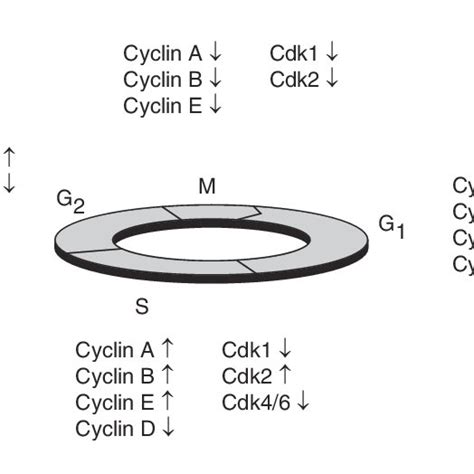 The eukaryotic cell cycle The eukaryotic cell cycle can be divided into ...