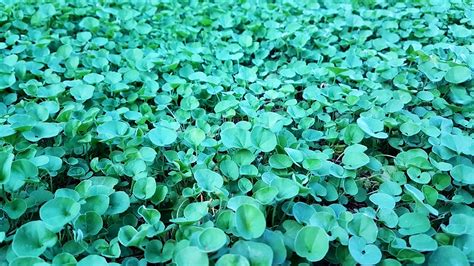 The Many Benefits Of Dichondra, The Gorgeous No-Mow Lawn