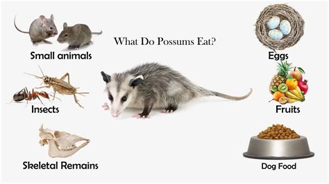 What Do Possums Eat? - Feeding Nature