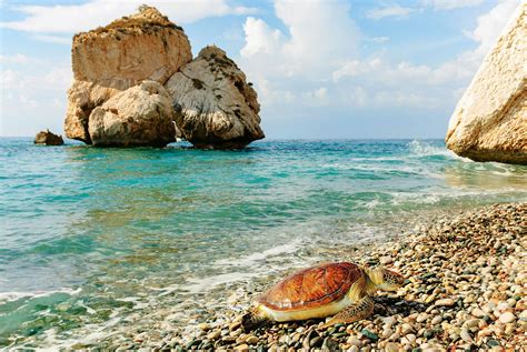 Incredible Beaches In Cyprus Celebrity Cruises, 41% OFF