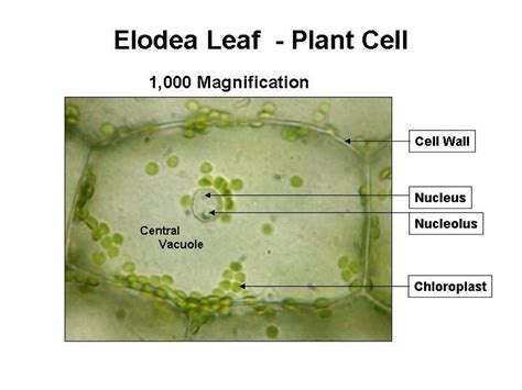 Elodea Cells Under A Microscope