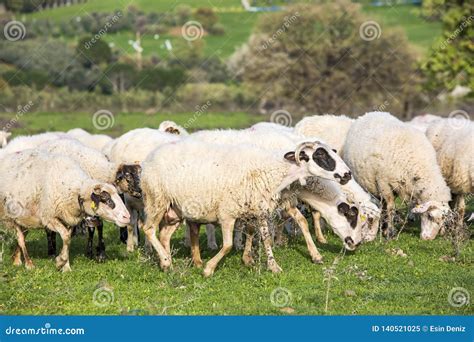 White Sheep in Farm, Portrait of a Cute Lamb Stock Image - Image of flock, summer: 140521025