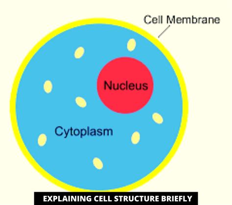 Explaining The Cell Structure | Cell membrane, Nuclear membrane, Cell structure