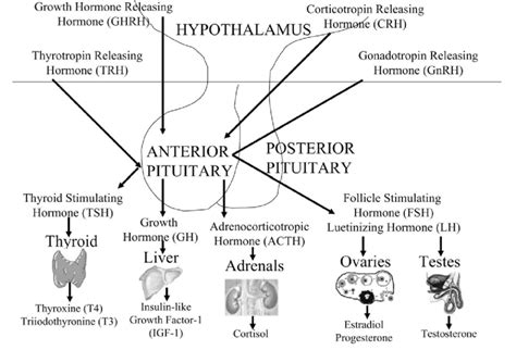 Hypothalamus And Pituitary Hormones