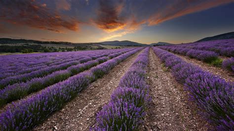 nature, Plants, Landscape, Photography, Lavender, Field Wallpapers HD / Desktop and Mobile ...