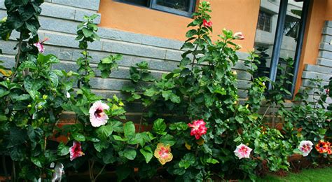 Hidden Valley Hibiscus Worldwide ~ Hibiscus Garden in Bangalore, India