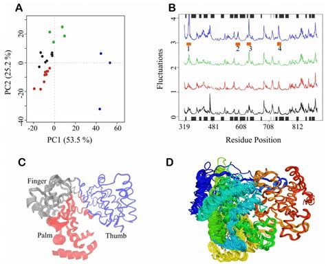 Cross structure analysis of DENV RdRp. (A) Distribution of different... | Download Scientific ...