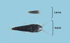 Types of metamorphosis