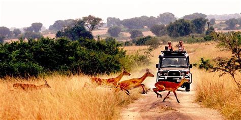 Queen Elizabeth National park | Tree Climbing Lions in Uganda