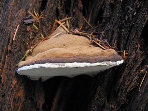 California Fungi: Ganoderma applanatum