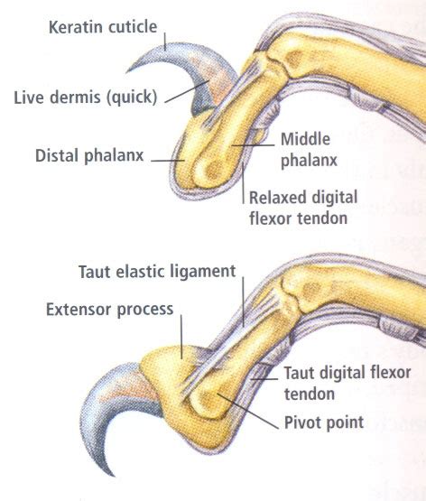 Physical Consequences of Declawing | Little Big Cat - Dr. Jean Hofve