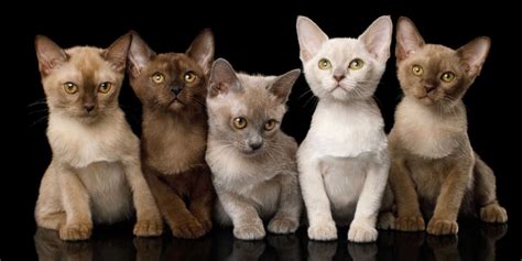 12 Rare Coat Colors and Patterns in Cats - Cats.com