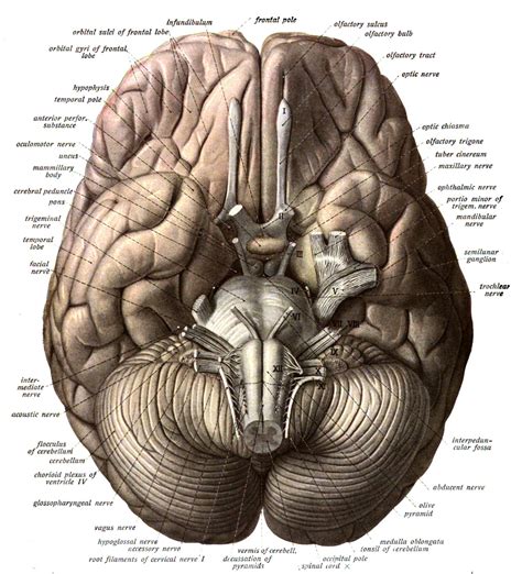 Desktop Background Brain Anatomy Wallpaper Full hd p brain wallpapers hd desktop backgrounds x ...