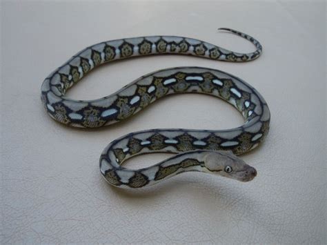 Anery Tiger Dwarf Reticulated Python Super Dwarf Reticulated Python, Animals And Pets, Cute ...