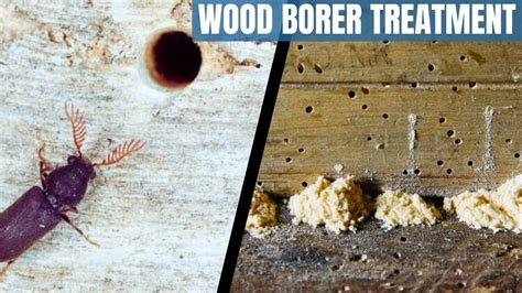 Wood borer treatment | How to get rid of wood borer | difference between termites and wood borer ...