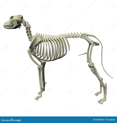 Dog Skeleton Anatomy - Anatomy Of A Male Dog Skeleton Royalty-Free Stock Photo | CartoonDealer ...