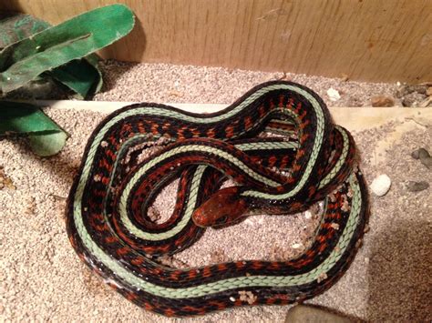 SE England offered: Red sided male garter snake - Reptile Forums