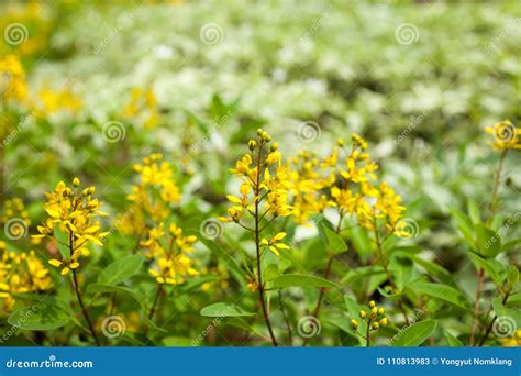 Yellow Flower [Shower of Gold,Galphimia Glauca] Stock Image - Image of ...