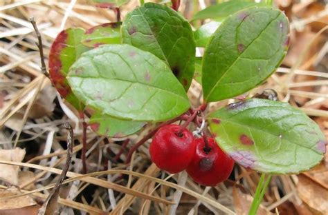 5 Poisonous Berries That You Should Steer Clear of – And 3 Wild Berries You Can Eat