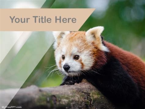 Free Red Panda PPT Template - Download Free PowerPoint PPT