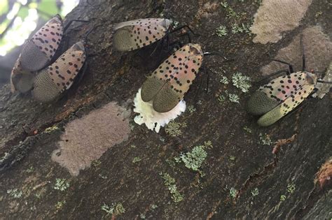 Spotted lanternfly eggs are easy to kill — if you know how to find them