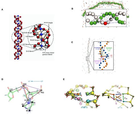 Frontiers | Bottom-Up Coarse-Grained Modeling of DNA