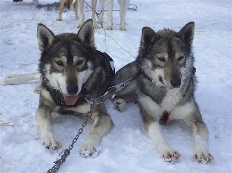 The huskies take a break | Lapland | Winniepix | Flickr