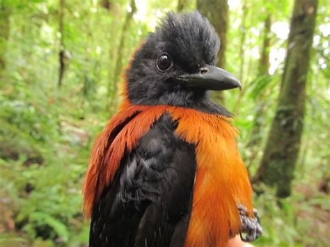 hooded pitohui (Pitohui dichrous); poisinous bird! | Oiseaux ...