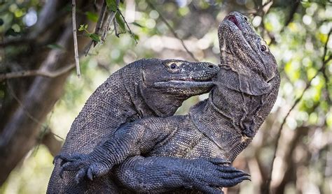 Epic komodo dragon fight captured on video - Australian Geographic