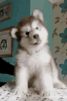 Cute Dog GIFs | Tenor