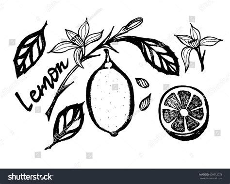 Vector Black White Drawing Lemon Lemon Stock Vector (Royalty Free) 609512078 | Shutterstock