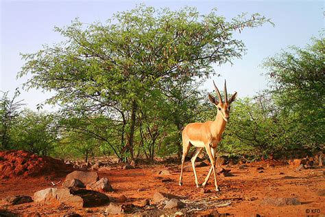 Chronicling the Chinkara Conservation | JLR Explore