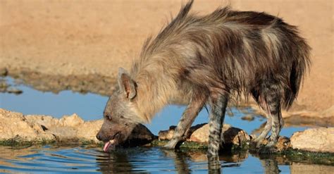 This Hyena is Brave Enough To Fight a Nasty Crocodile - A-Z Animals