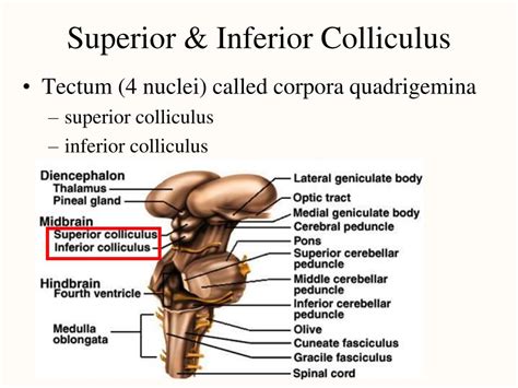 PPT - Brain PowerPoint Presentation, free download - ID:208283