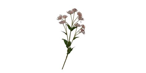 Flower Dandelion Pink Height 62cm
