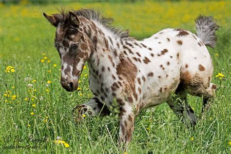 adorable appaloosa foal