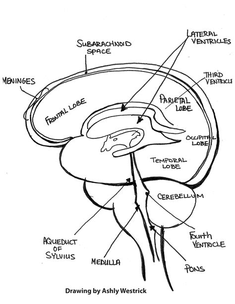 Brain 101: An Overview of the Anatomy and Physiology of the Brain | Hydrocephalus Association